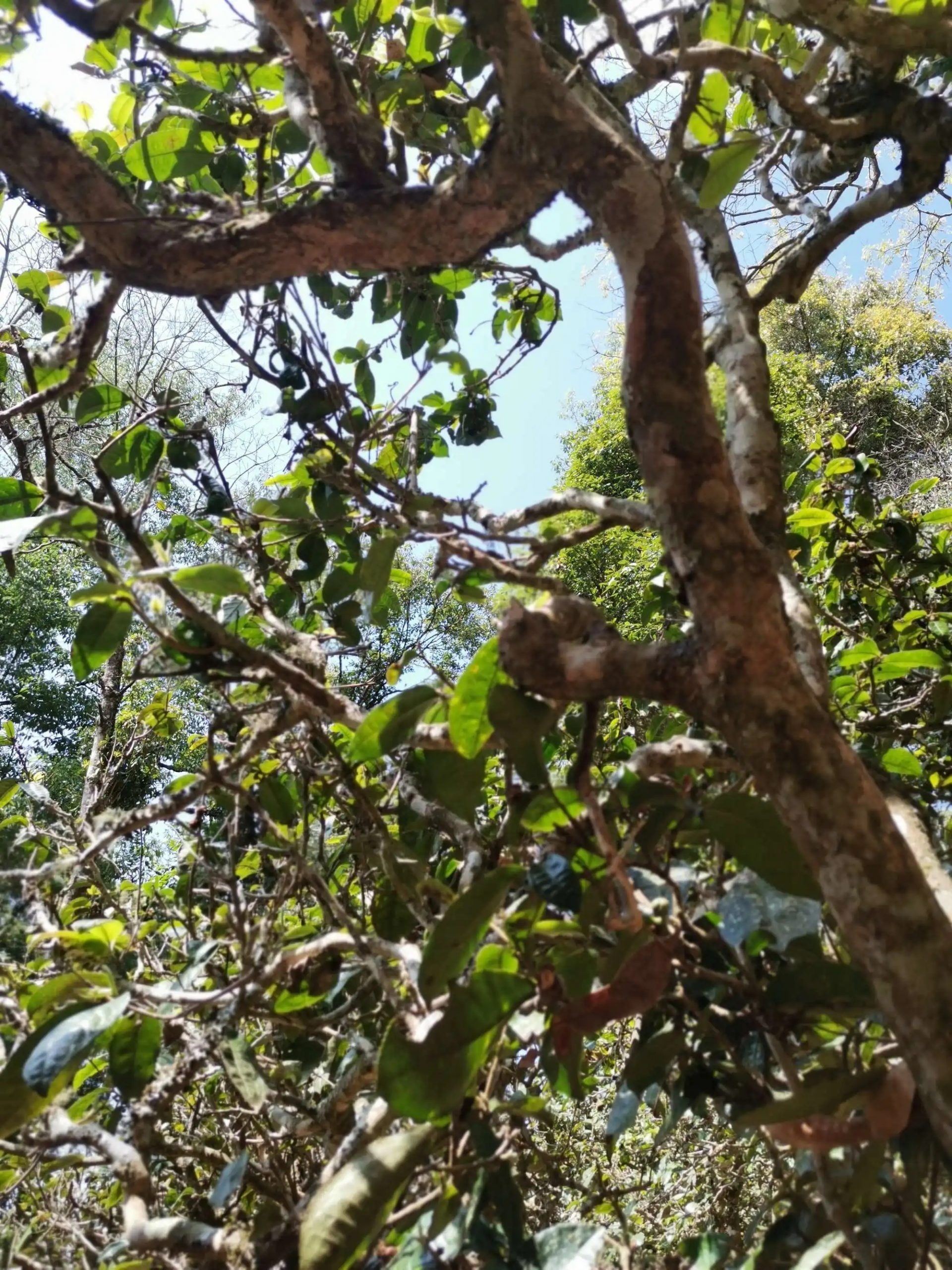 2023年那卡古樹(shù)春茶特點(diǎn)是什么？