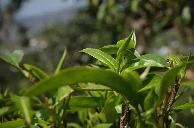 2023年那卡古樹春茶多少錢一公斤？