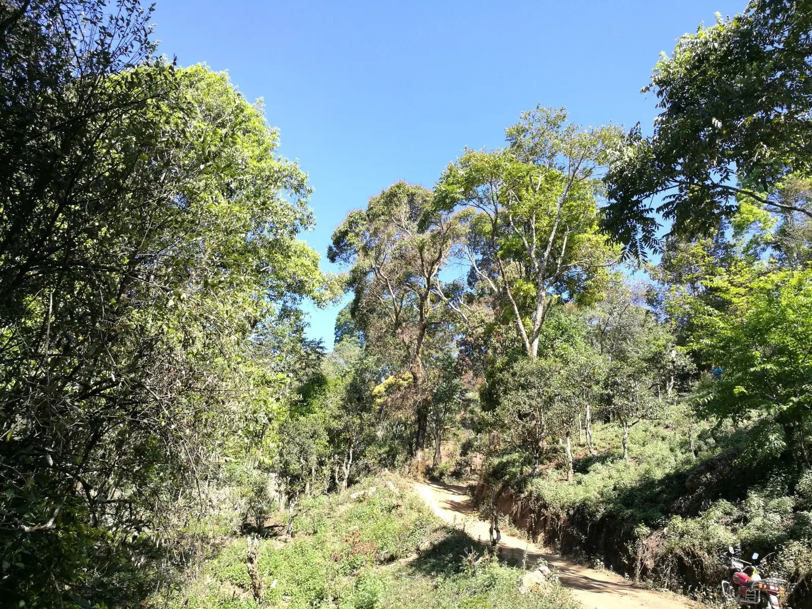 2023年保塘老寨古樹春茶口感是什么？