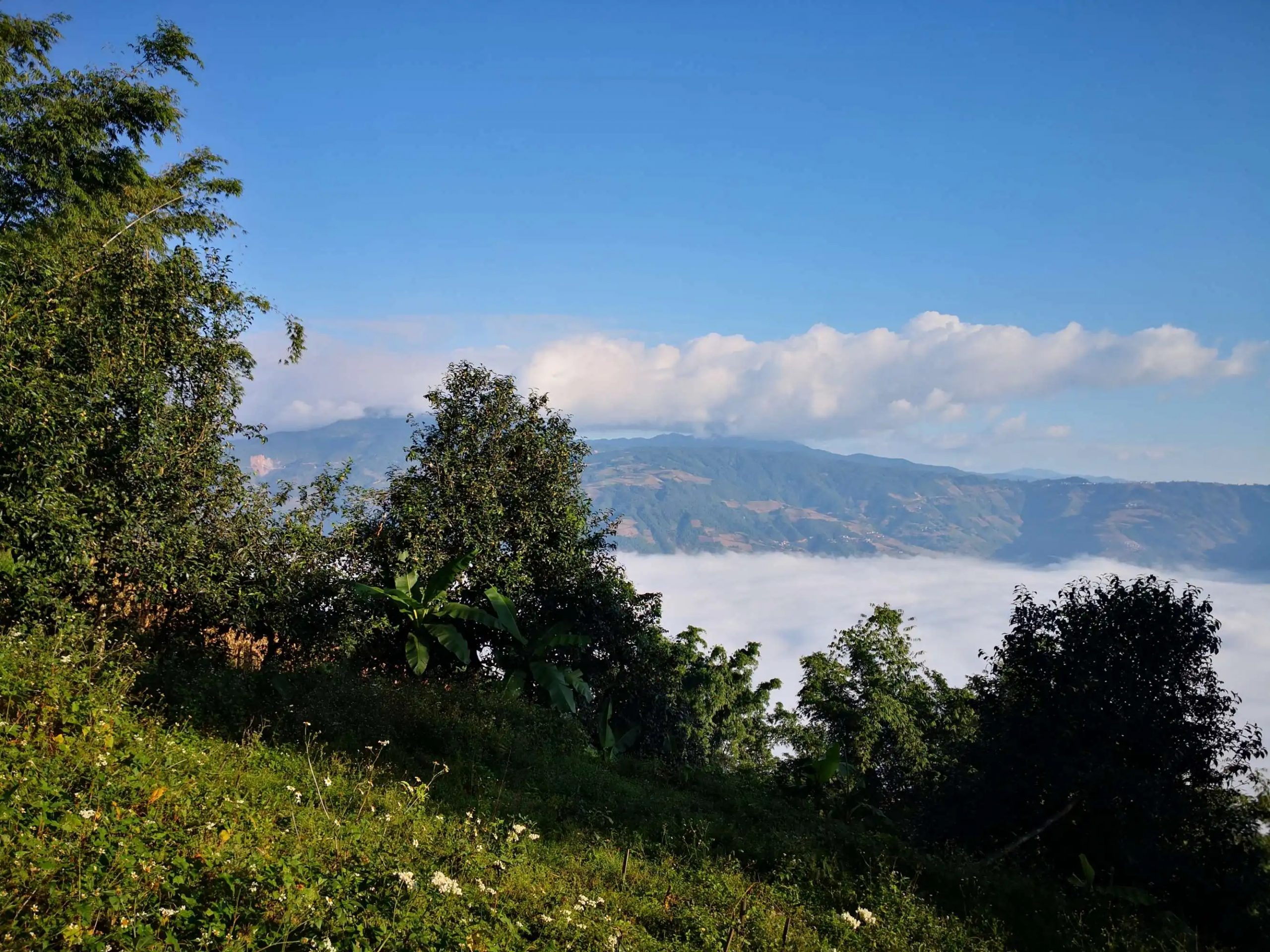 2023年邦崴古樹 春茶品質(zhì)如何？