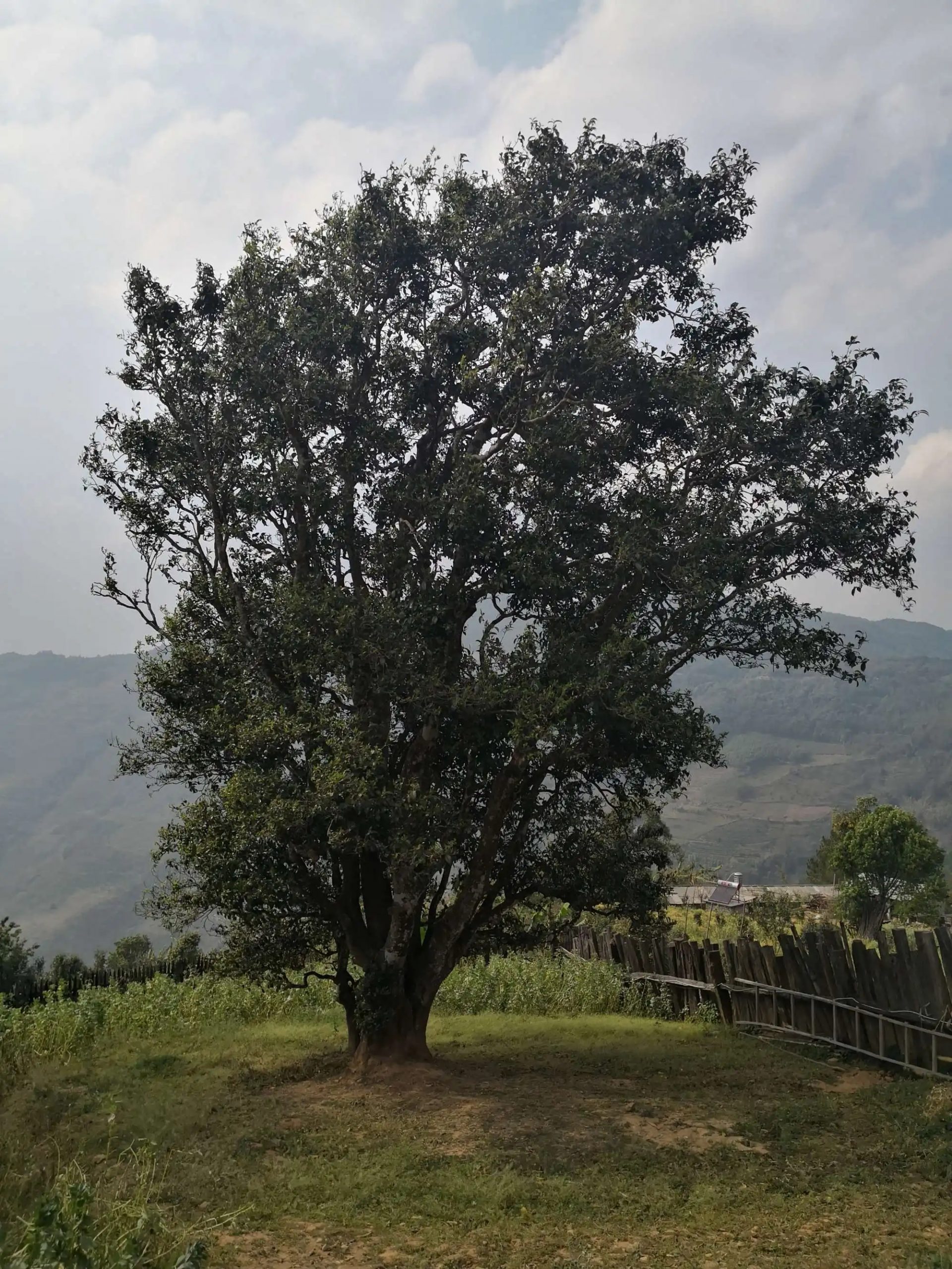 2023年邦崴古樹春茶口感怎么樣？