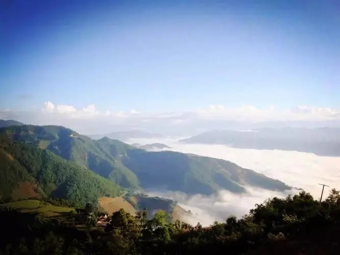 2023邦崴古樹(shù)春茶特點(diǎn)是什么？