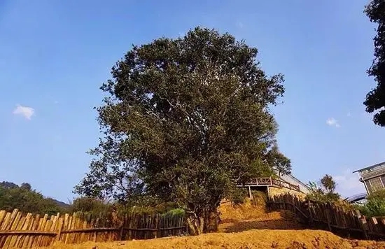 2023年邦崴古樹春茶價(jià)格多少？