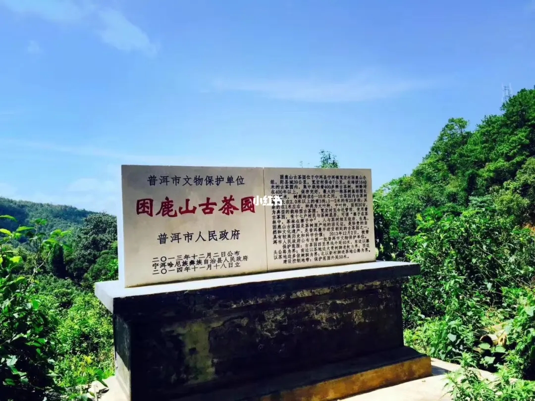 2023年困鹿山古樹春茶特點(diǎn)是什么？