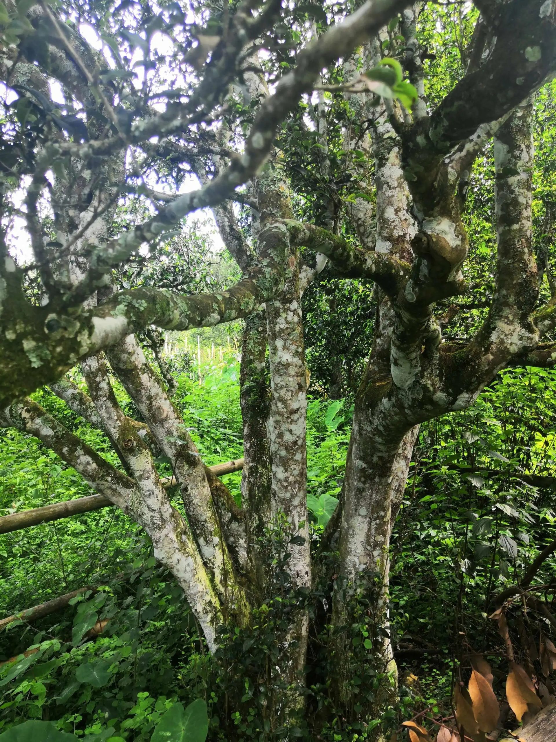 2023年困鹿山古樹春茶多少錢一公斤？