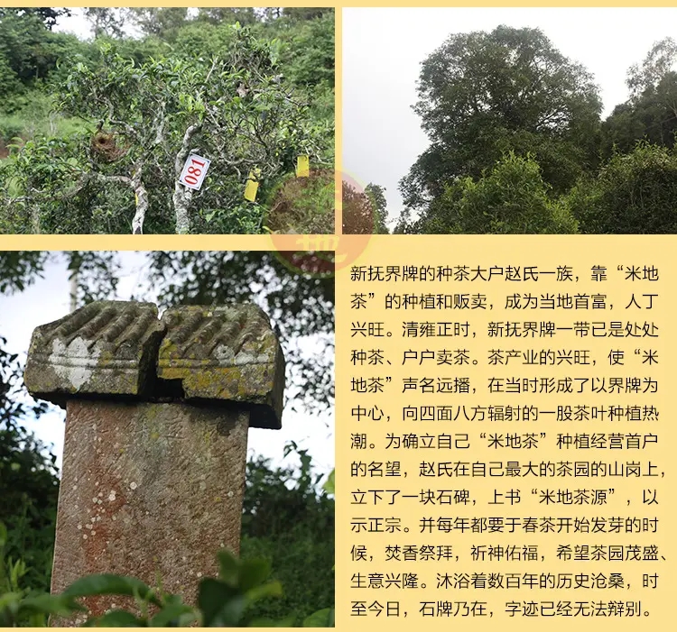 2023迷帝古樹春茶品質(zhì)如何？