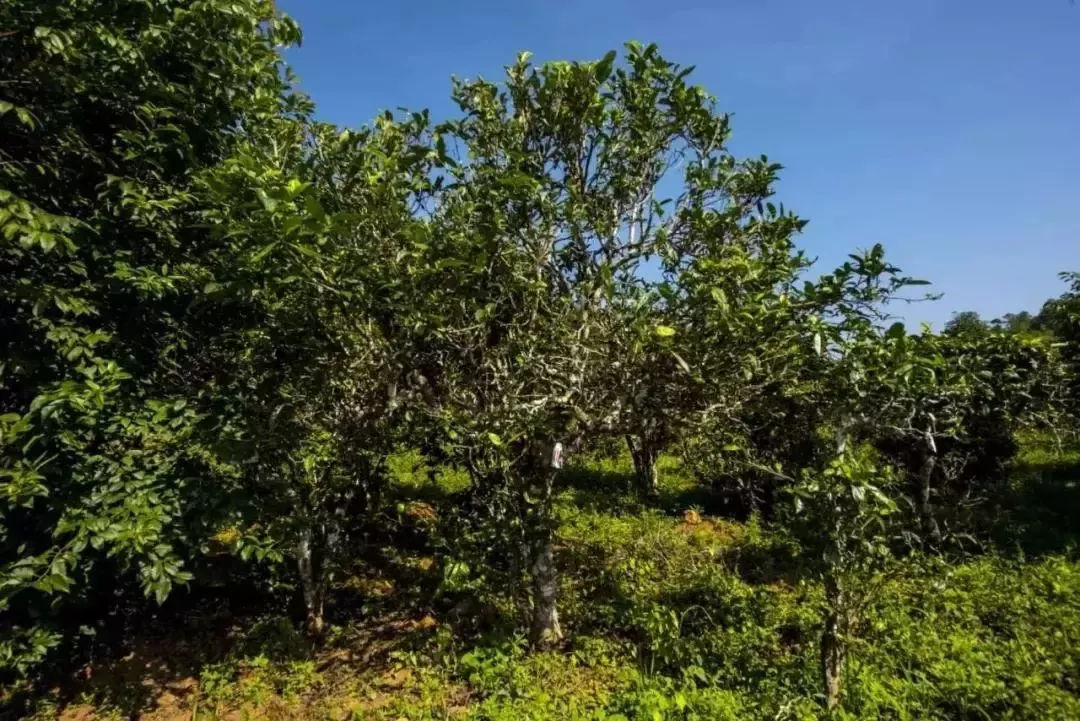 2023年迷帝古樹(shù)春茶口感怎么樣？