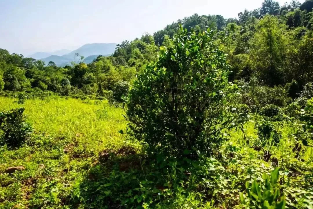 2023年迷帝古樹春茶特點(diǎn)是什么？