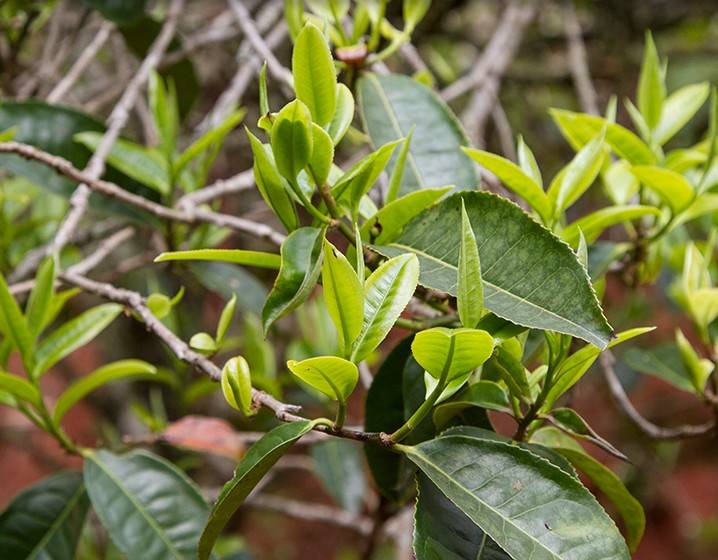 2023年苦竹山古樹春茶多少錢一公斤？