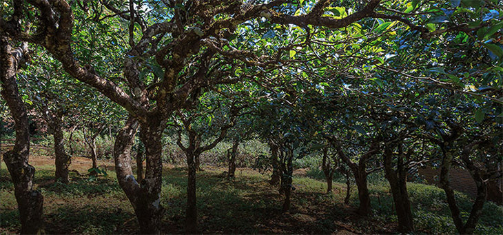 2023年小戶賽古樹春茶品質(zhì)怎么樣？