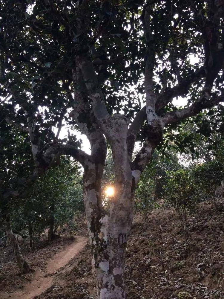 2023小戶賽古樹春茶口感是什么？