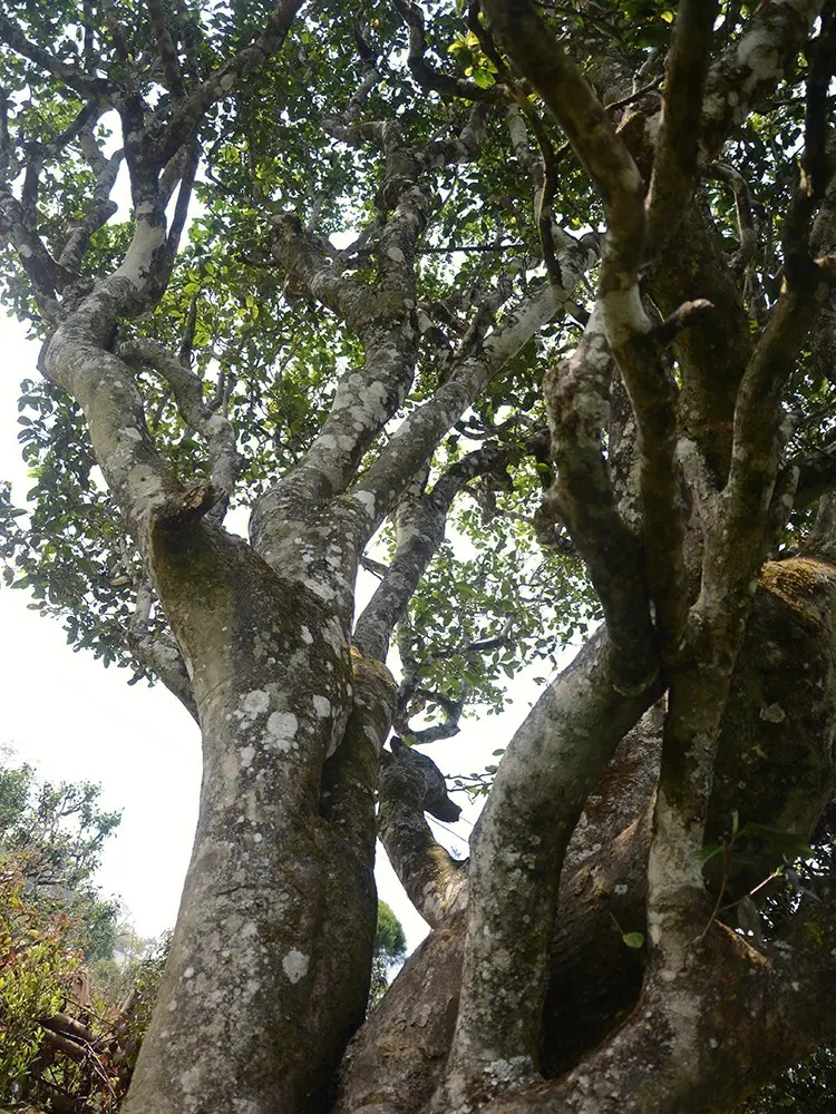 2023年白鶯山古樹(shù)春茶多少錢一公斤？