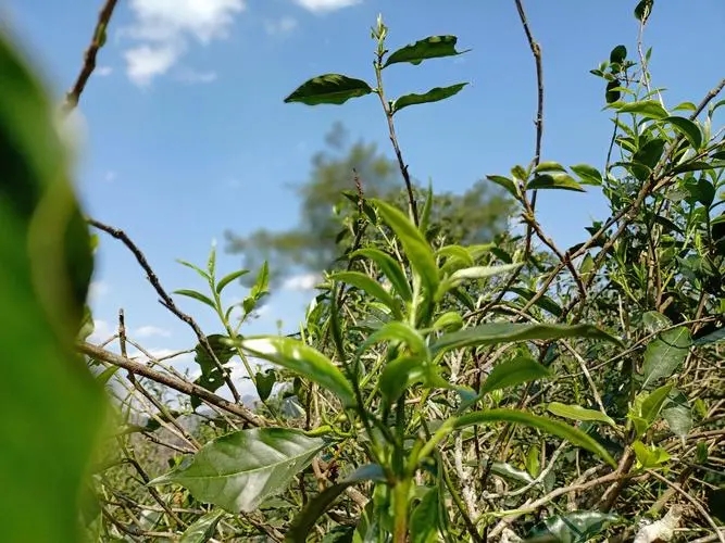 2023年昔歸古樹春茶價(jià)格是多少？