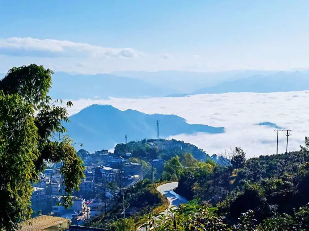 2023年邦東古樹春茶品質(zhì)如何？