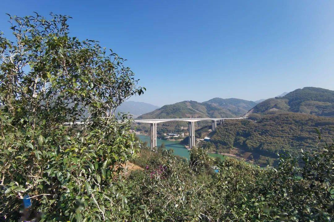 2023年邦東古樹春茶口感怎么樣？