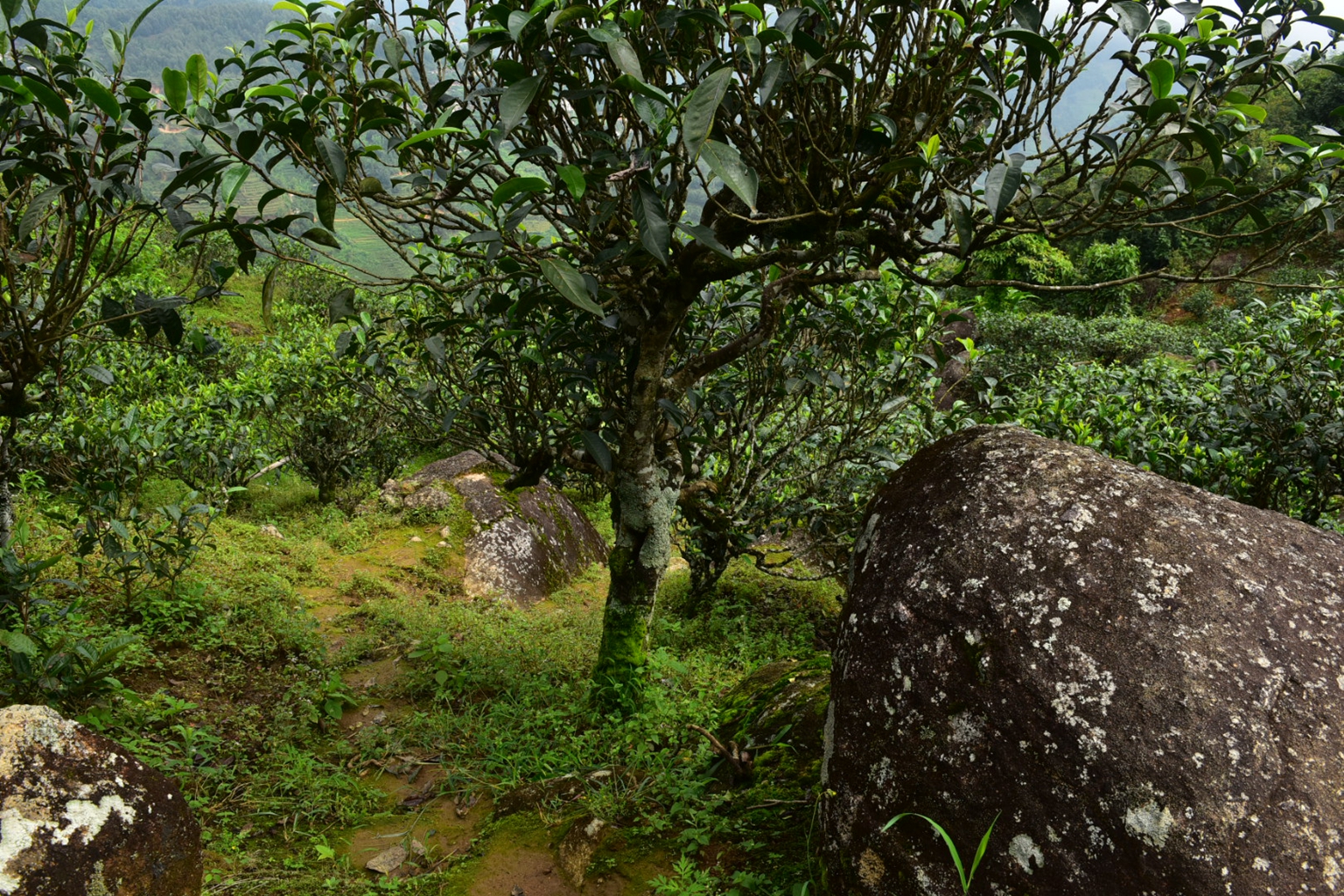 2023年邦東古樹(shù)春茶特點(diǎn)是什么？