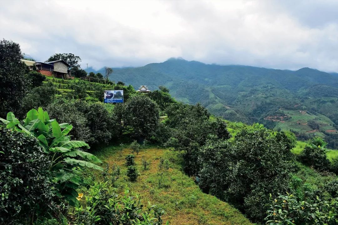 2023年邦東古樹春茶多少一公斤？