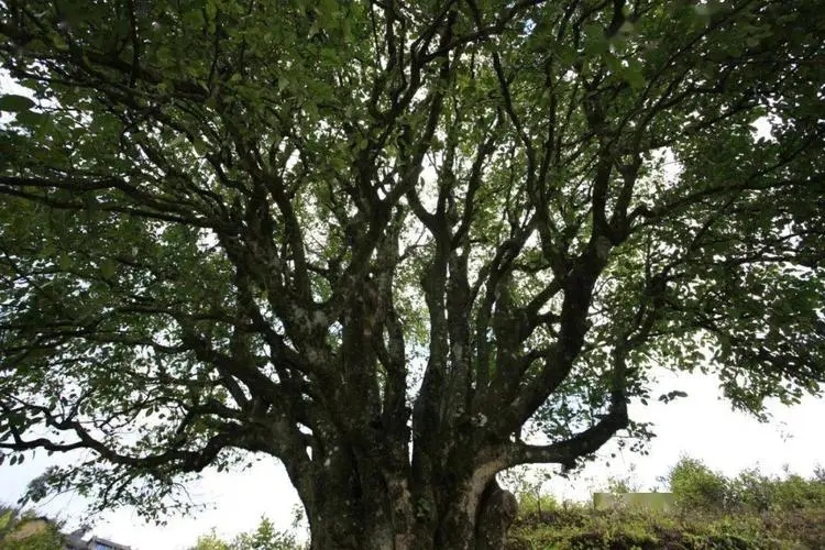 2023年香竹箐古樹(shù)春茶品質(zhì)怎么樣？