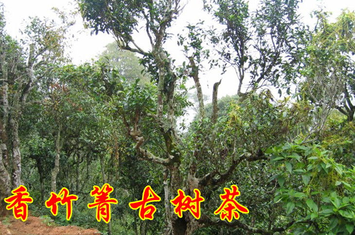 2023年香竹箐古樹春茶價格是多少？