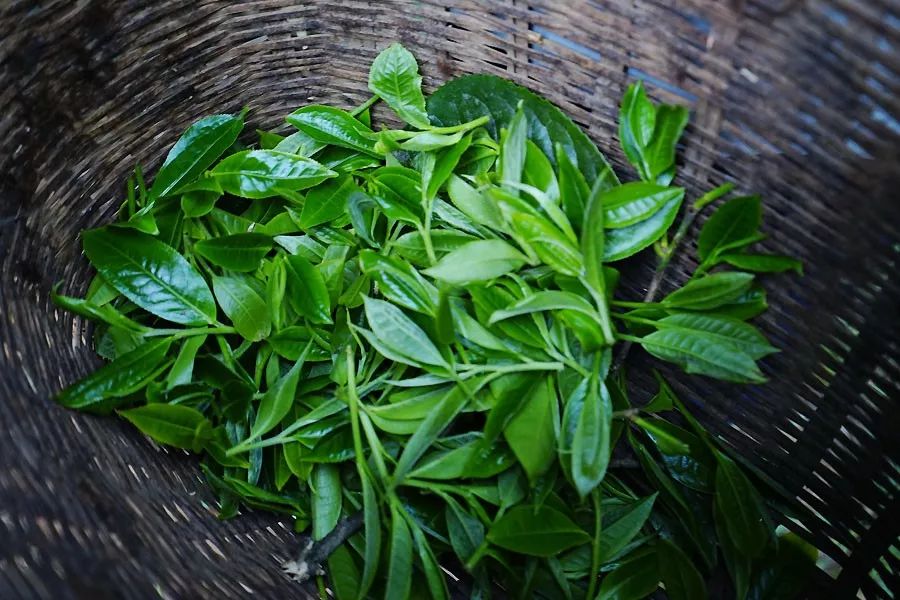 2023年香竹箐古樹春茶多少一公斤？