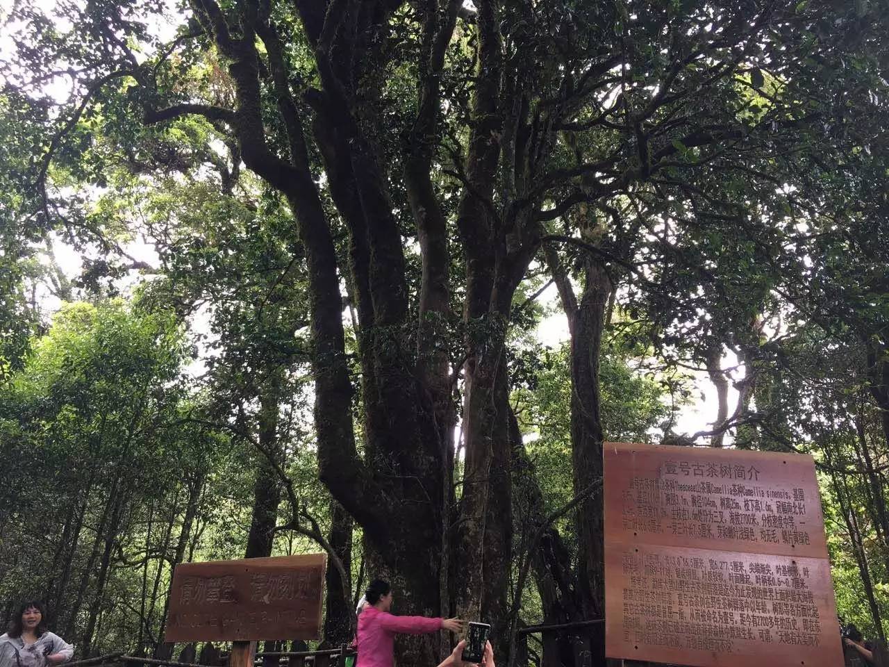 2023年大雪山古樹(shù)春茶品質(zhì)怎么樣？