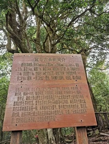 2023年大雪山古樹(shù)春茶特點(diǎn)是什么？