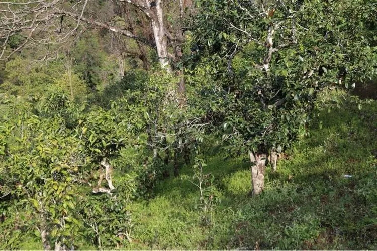 2023年大雪山古樹春茶價(jià)格是多少？