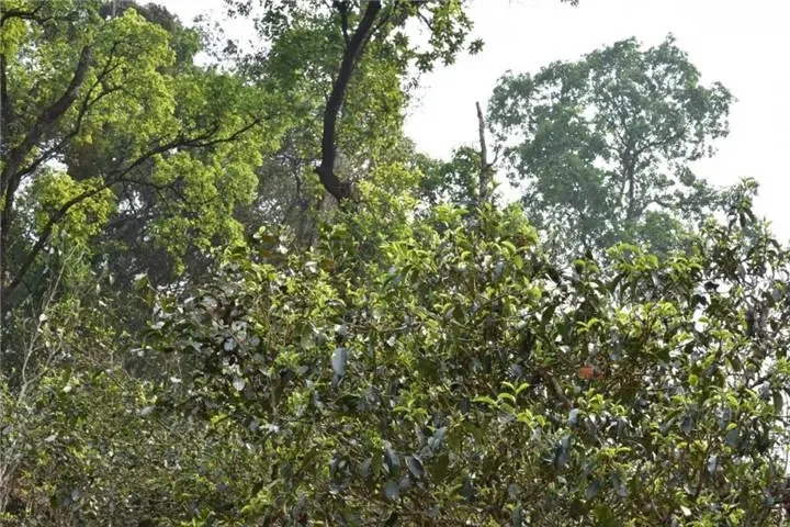 2023年大雪山古樹春茶多少錢一公斤？