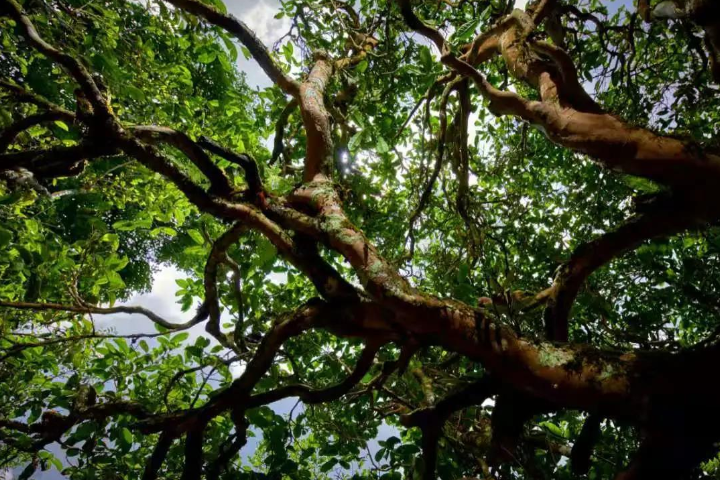 2023年那罕古樹春茶價(jià)格是多少？