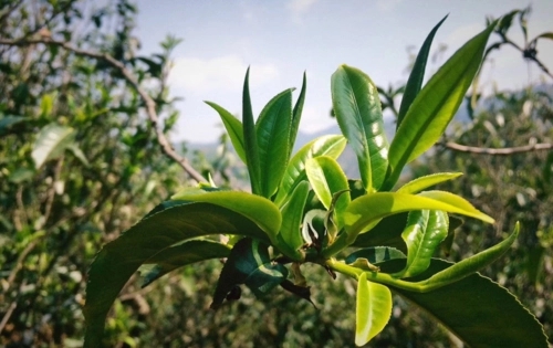 2023年小戶賽古樹春茶品質(zhì)怎么樣？