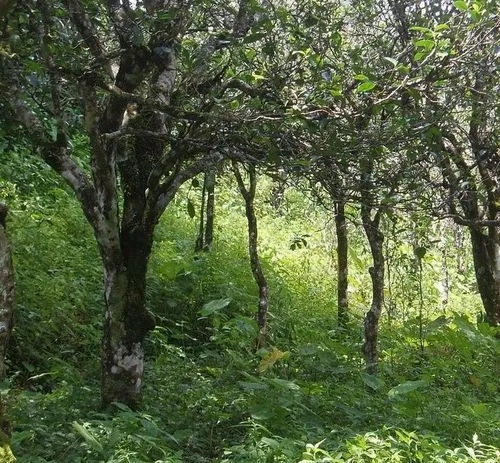 2023年小戶賽古樹春茶價(jià)格多少？