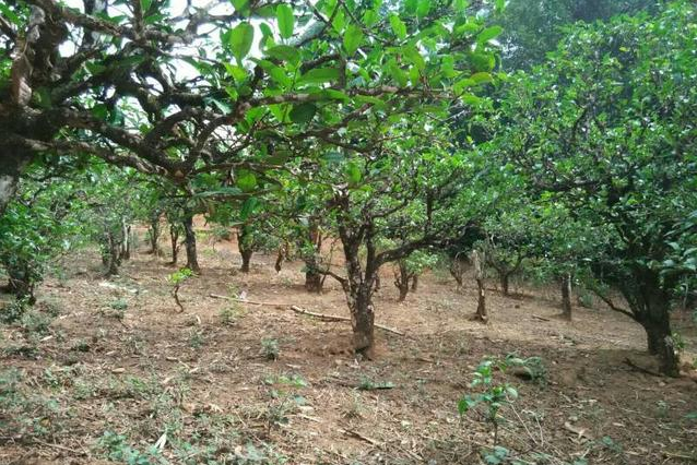 2023年小戶賽古樹(shù)春茶多少一公斤？