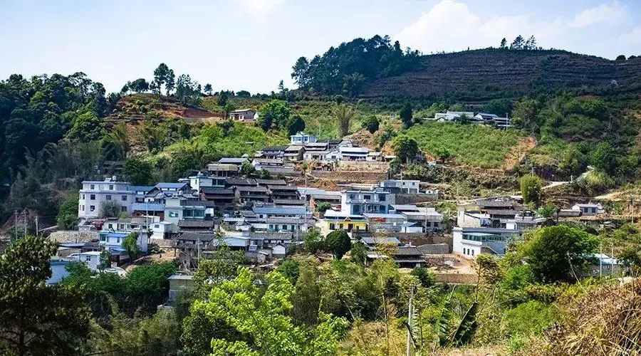 2023年正氣塘古樹(shù)春茶口感如何？