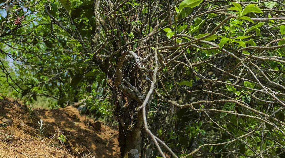 2023年正氣塘古樹春茶特點(diǎn)是什么？