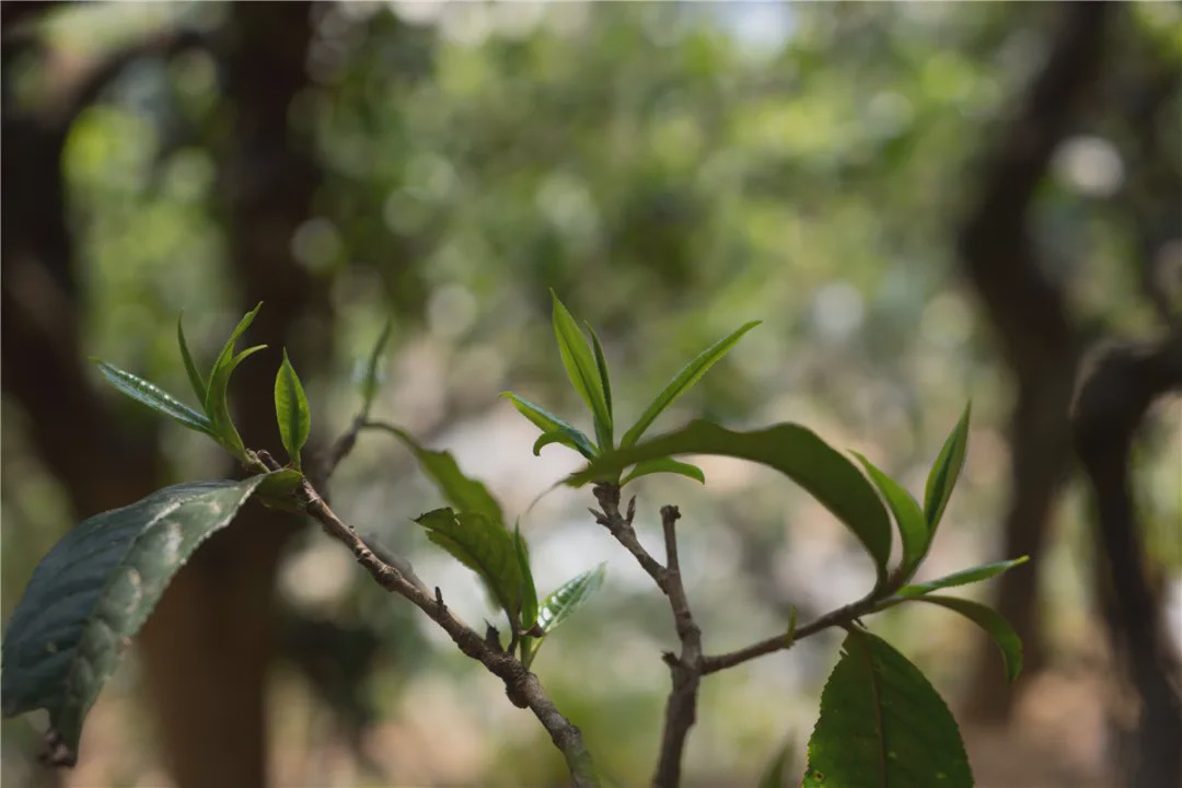 2023年壩糯古樹春茶品質(zhì)如何？