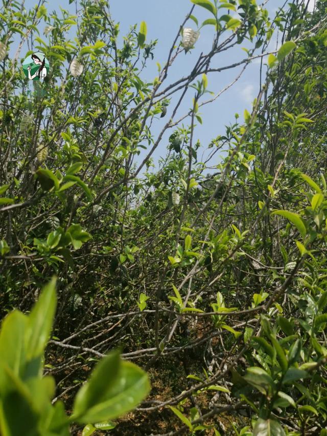 2023年壩糯古樹春茶價格是多少？