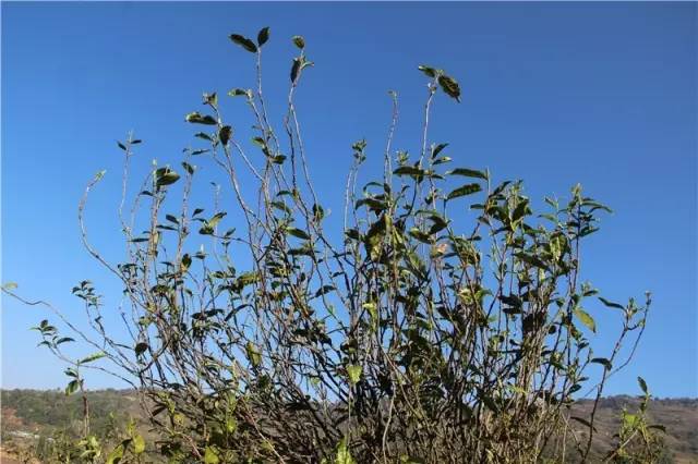 2023年那蕉古樹春茶品質(zhì)如何？