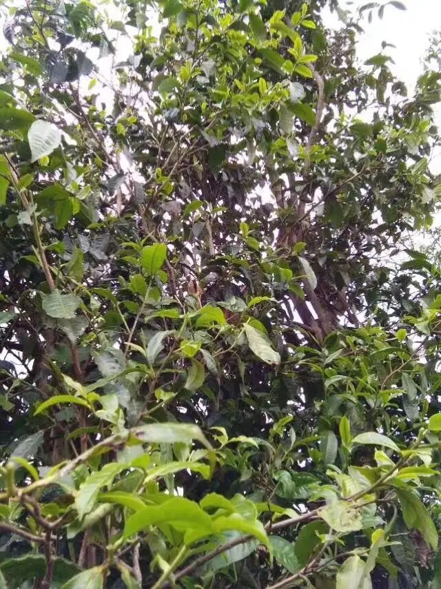 2023年那蕉古樹春茶口感怎么樣？