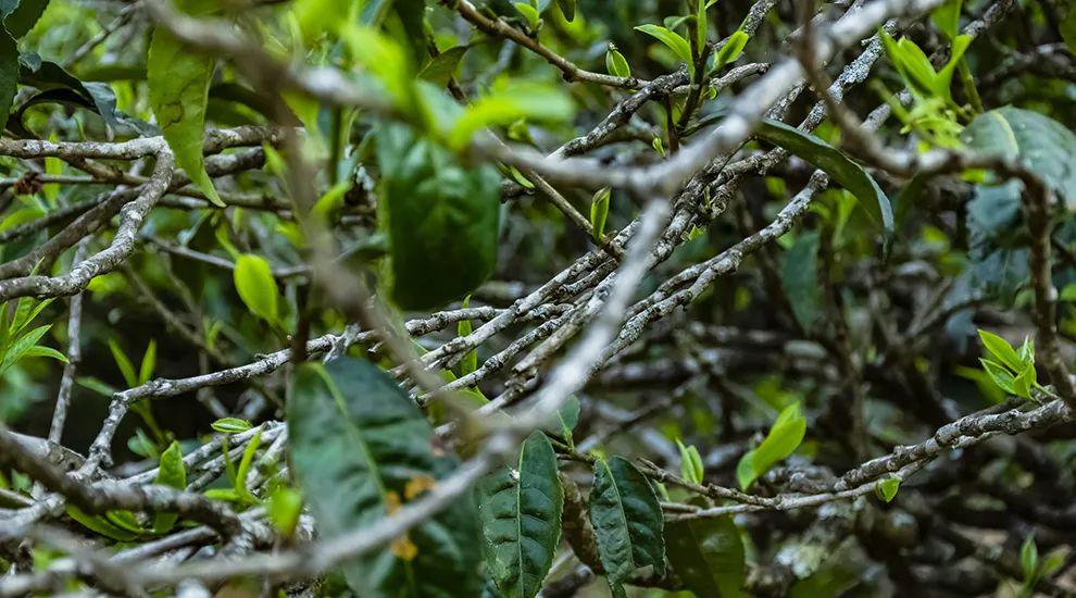 2023年那蕉古樹春茶多少一公斤？