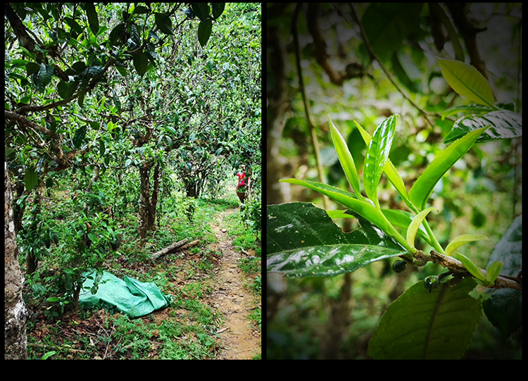 2023年南迫古樹春茶特點(diǎn)是什么？