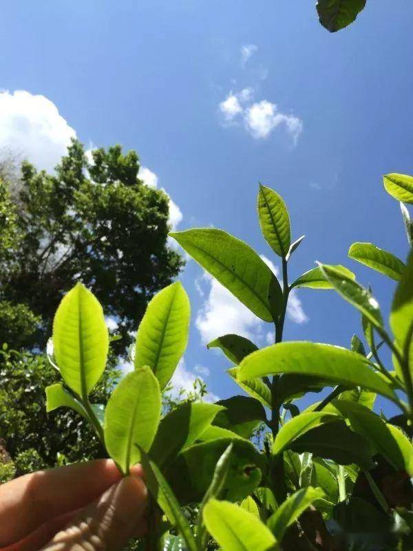 2023年南迫古樹春茶價格是多少？