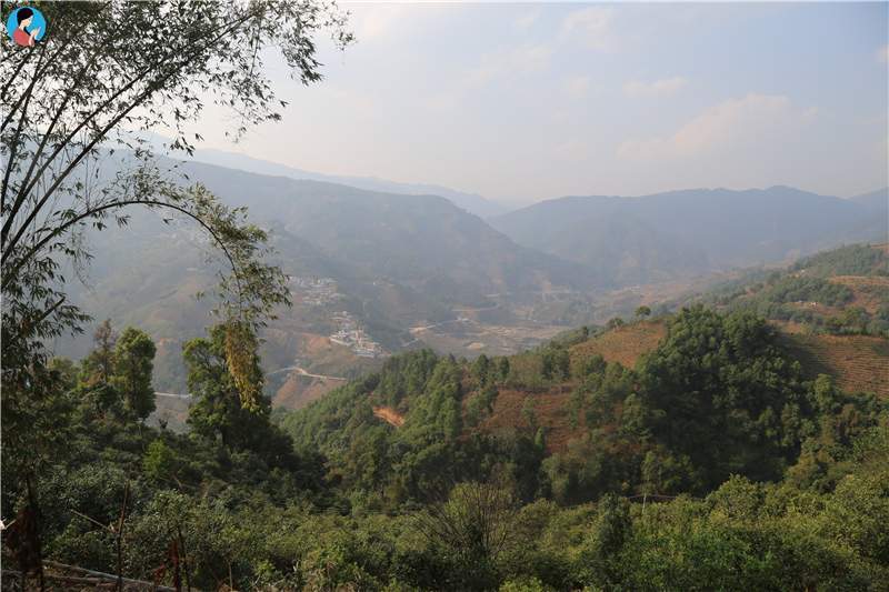 2023年壩歪古樹(shù)春茶品質(zhì)如何？