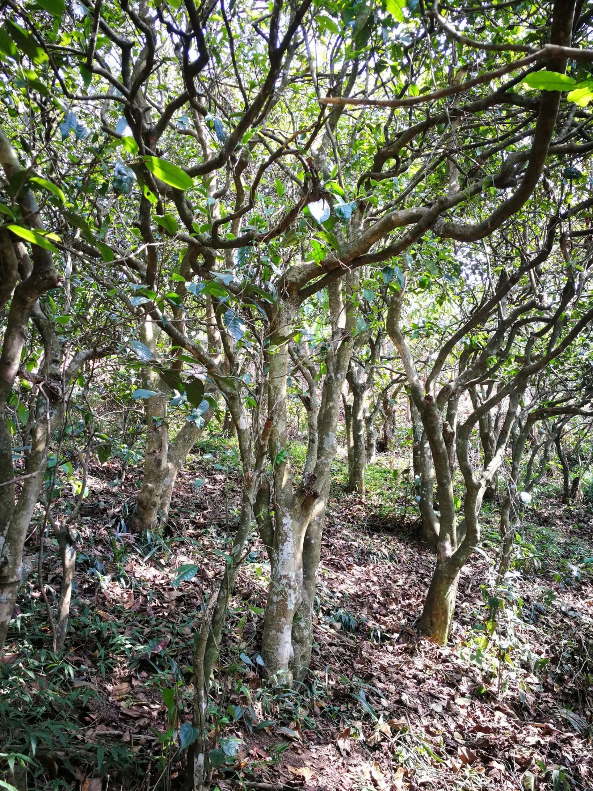 2023年糯伍古樹春茶多少一公斤？