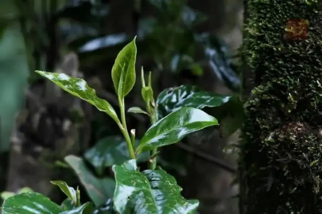 2023年薄荷塘古樹春茶品質(zhì)怎么樣？