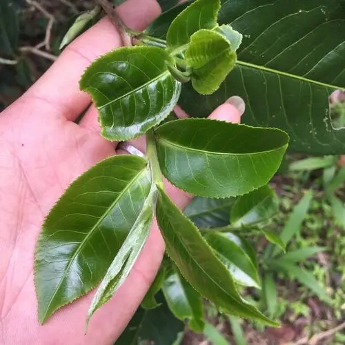 2023年薄荷塘古樹春茶口感如何？