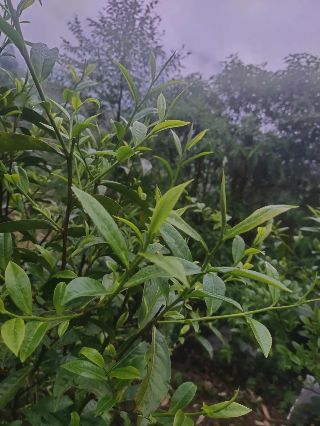 2023年薄荷塘古樹春茶特點(diǎn)？