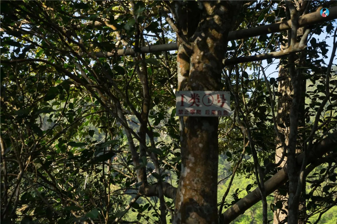 2023年薄荷塘古樹(shù)春茶價(jià)格是多少？