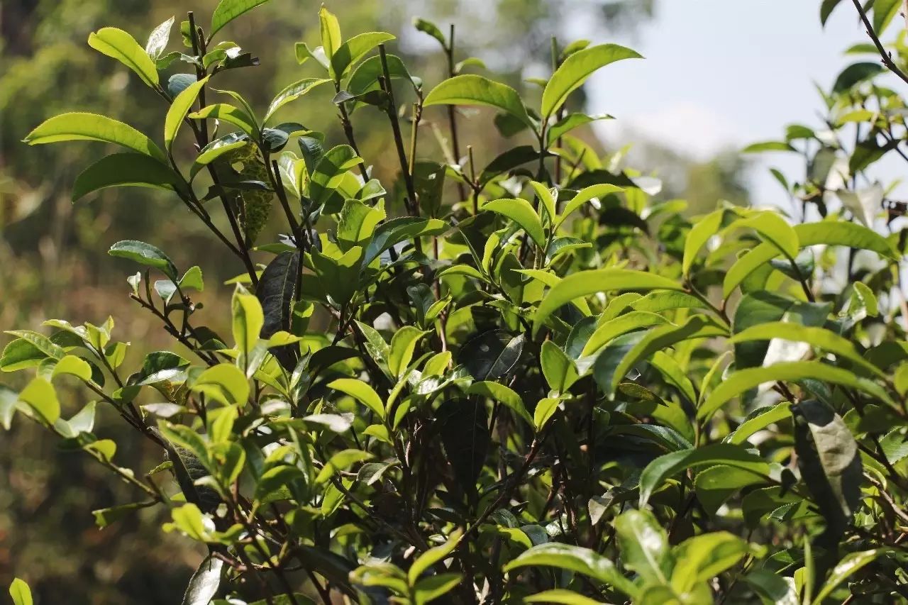 2023年彎弓古樹(shù)春茶品質(zhì)如何？