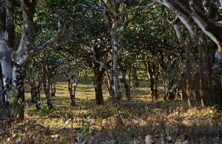 2023年彎弓古樹春茶特點是什么？