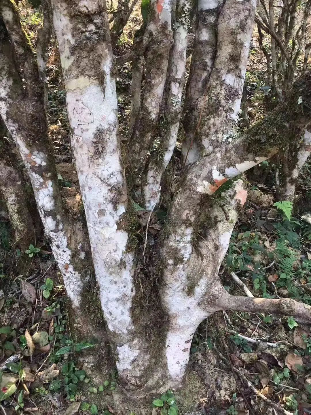 2023年彎弓古樹春茶口感如何？